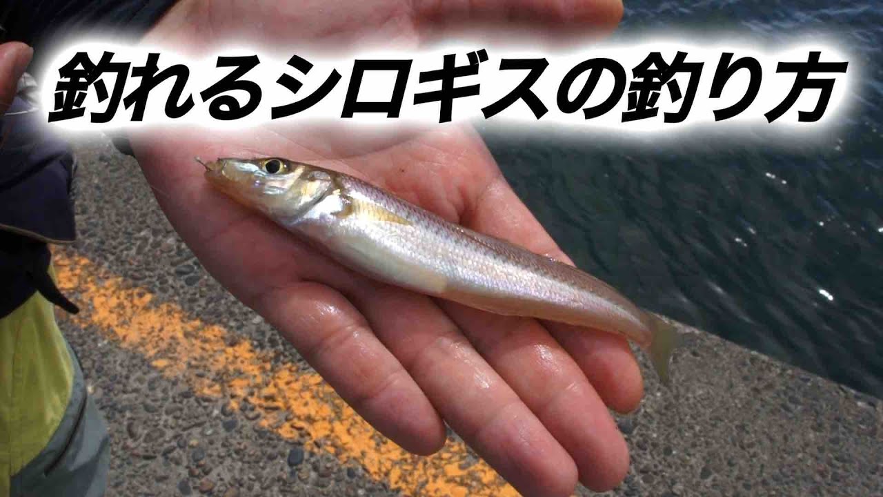 GO!GO!九ちゃんフィッシング #647　「狙え日本海のシロギス！ 新潟東港第2東防波堤 第三弾」