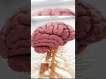 Inside Your Brain! 🤯 3D Animation #shorts #HumanBrain #3DAnimation #ScienceFacts #BrainAnatomy