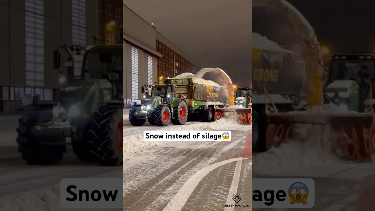 Snow instead of silage❄️