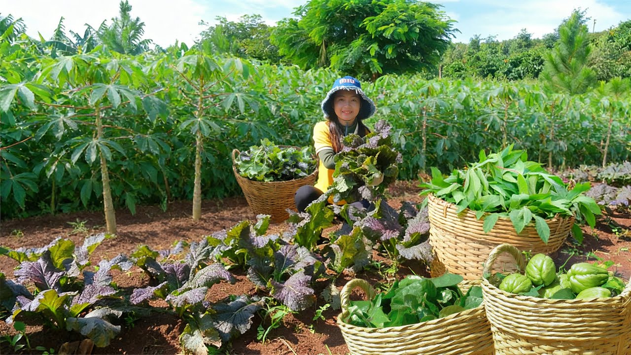 Harvest: Purple Mustard Greens, Cassava Leaves, Malabar Spinach, Chayote To Sell At The Market.