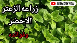 مشروع زراعة الزعتر ، زراعه نبات الزعتر الاخضر أو البرى ، فوائد الزعتر الاخضر ، قطف وقص الزعتر البلدى