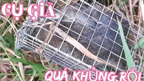 BẪY CHUỘT CỐNG NHUM ĐIỂM MỚI TRÚNG ĐẬM RỒI