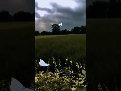 عبد الله احمد القرن كريم سكون قلب   