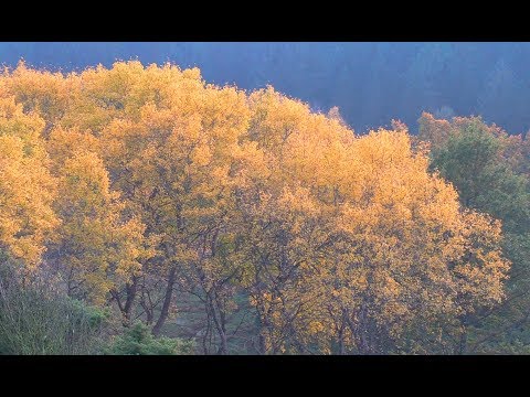 Video: Gyldent Efterår