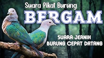 SUARA PIKAT BURUNG BERGAM / KUM-KUM / BERGAM HIJAU. SUARA SUPER JERNIH SEHINGGA BURUNG CEPAT DATANG