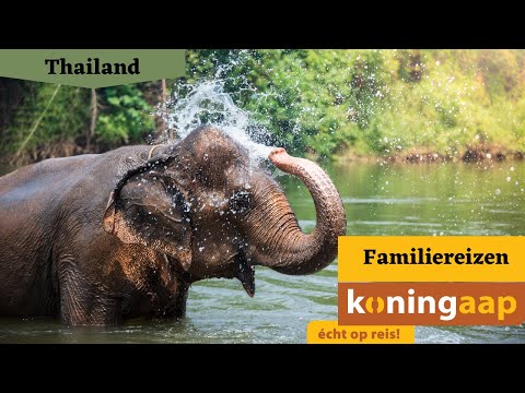 Video: Welke Dieren Gevaarlijk Voor Toeristen Zijn Er In Thailand
