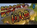 街なかの川で！？想像以上の超デブ巨大魚捕獲の一部始終！！