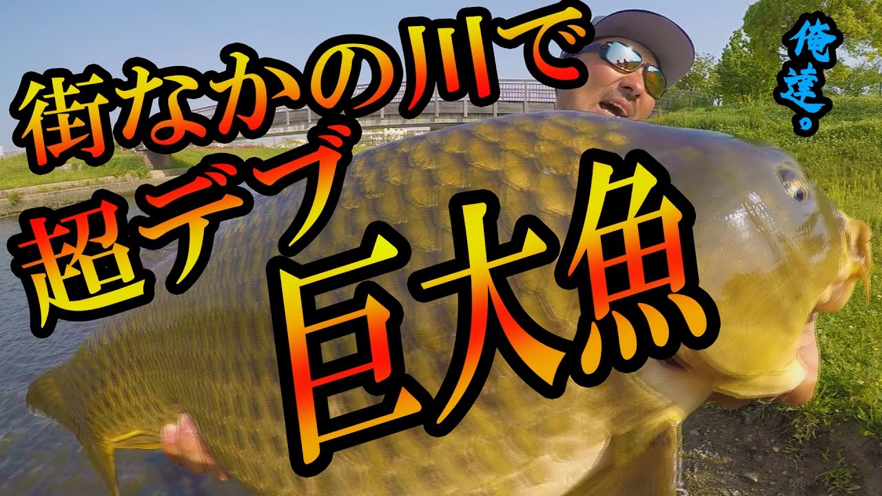 街なかの川で 想像以上の超デブ巨大魚捕獲の一部始終 Youtube