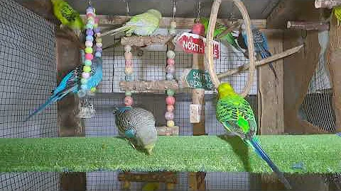 New Moments with Parrots