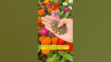 Sở hữu ngay 1 vườn hoa Cúc Lá Nhám (cúc Zinnia) cực dễ tại nhà! #cuclanham #tronghoatet #cuczinnia