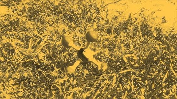 Phosphorous Pentachloride