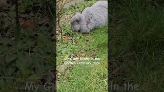 giant bunny #frenchlop #rabbits #giantrabbit #shortsvideo #bunny #Bunnyshort