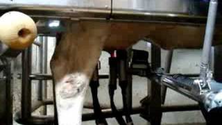 Automatically cow milking machine.