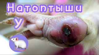 Как лечить натоптыши у крыс? 🐀 | Как ведут себя мои крысы после ухода Рафани 🐀