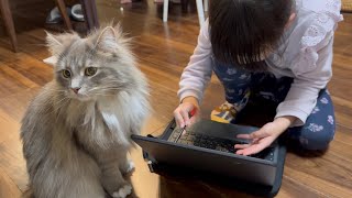 勉強を邪魔したい猫 ラガマフィン サイベリアンA cat that wants to disturb your studies. Ragamuffin. Siberian