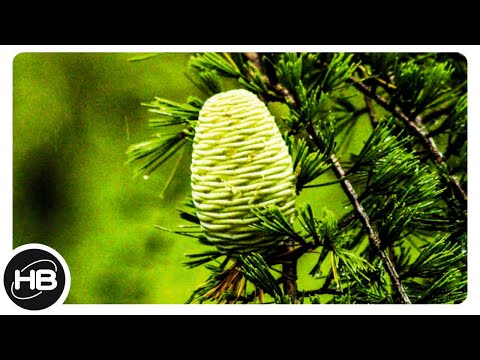 Video: Pinus Lambert