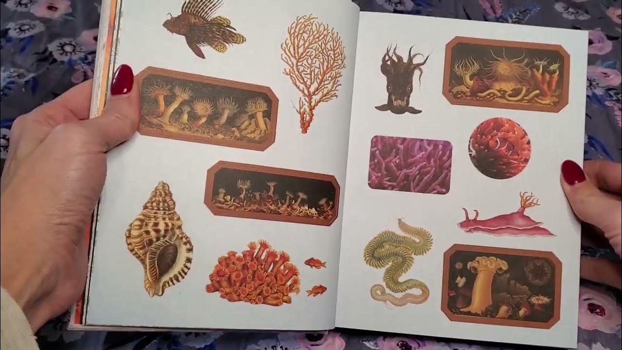 The Sticker Book of Curiosities [Book]