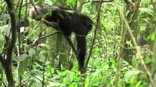 Chimpanzees Have Favorite Tools for Hunting Food @LabEquipment
