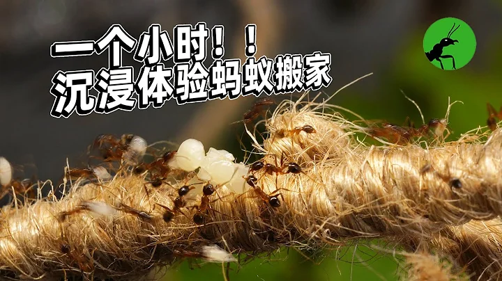 一小时！史上最长的蚂蚁搬家记录视频 - 天天要闻
