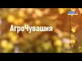 АгроЧувашия. Выпуск от 25.09.2020