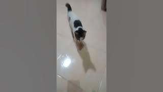 Story wa kucing kesayangan