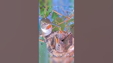Mom Feeding 19 and 21 Day Old Allens Hummingbird Chicks  #hummingbirdnest #babyhummingbirds #nature