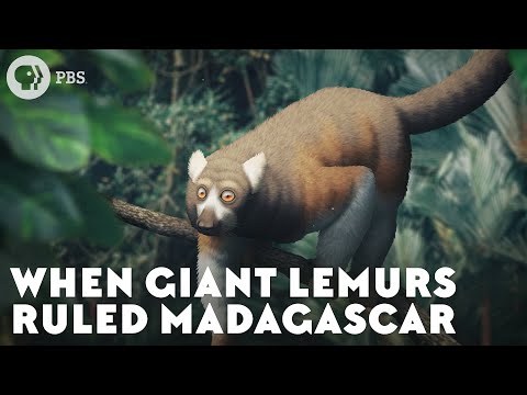 Video: Vyvinuli se lemuři z opic?