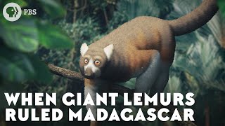 When Giant Lemurs Ruled Madagascar When Giant Lemurs Ruled Madagascar