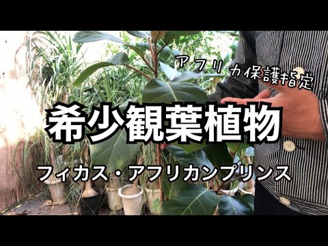 希少観葉植物 フィカス アフリカンプリンス Youtube 希少観葉植物 フィカス アフリカンプリンス Youtube