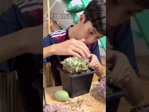 Video Trung và Sen Đá | Tại sao 