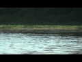 4 otters at Abbotts Lagoon