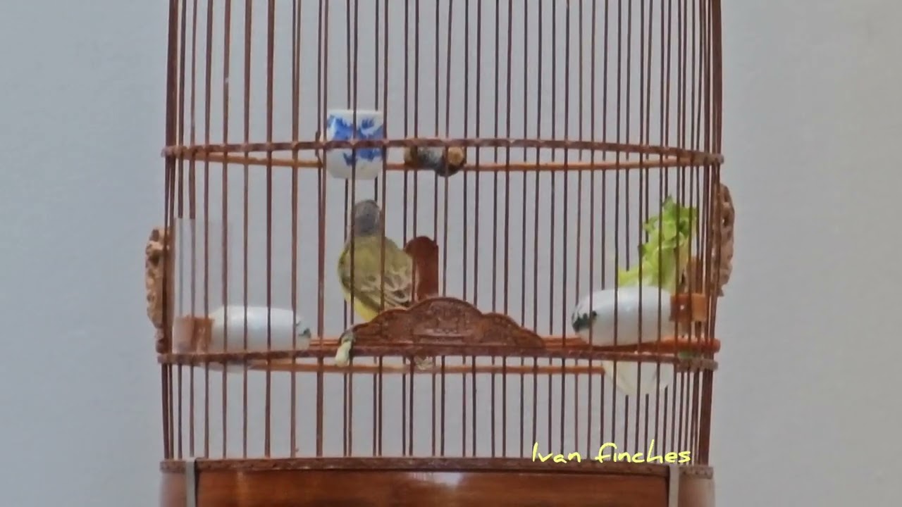 Lovely Green Singer is singing happily ~ 可爱的石燕鸣唱...🥰