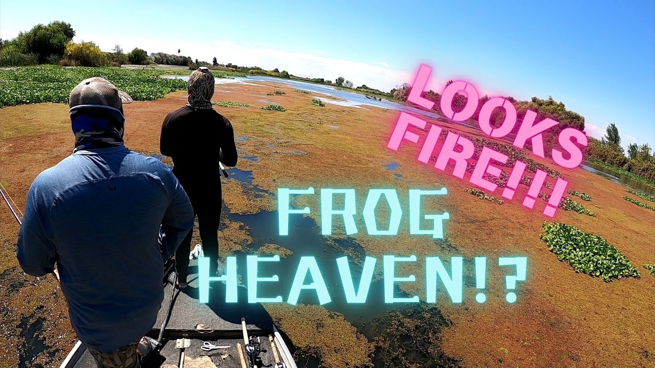 Hot spot for bass fishing!!!??? (Topwater bite)