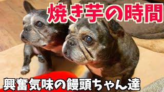 【老犬フレブル姉妹】焼き芋大好き 饅頭ちゃん達  〜French bulldog〜フレンチブルドッグ vlog @380