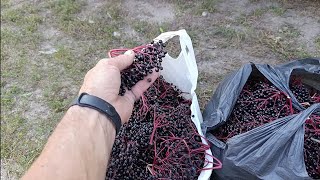 картинка: Заробив на БУЗИНІ купу грошей на рівному місці 