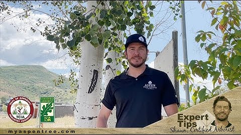 Aspen Tree Service Expert Tips:  Brown Spots on Aspen Leaves