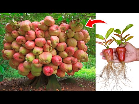 Techniques To Grow Java Apple Tree Growing Fast Using Java Apple Fruit whith Aloe Vera