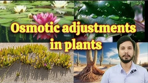 Osmotic Adjustments in Plants | Mesophytes | Hydrophytes | Halophytes | Xerophytes | 9th Biology