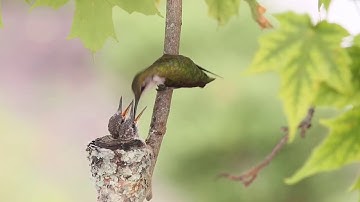 Ruby throated hummingbird feeding chicks in nest