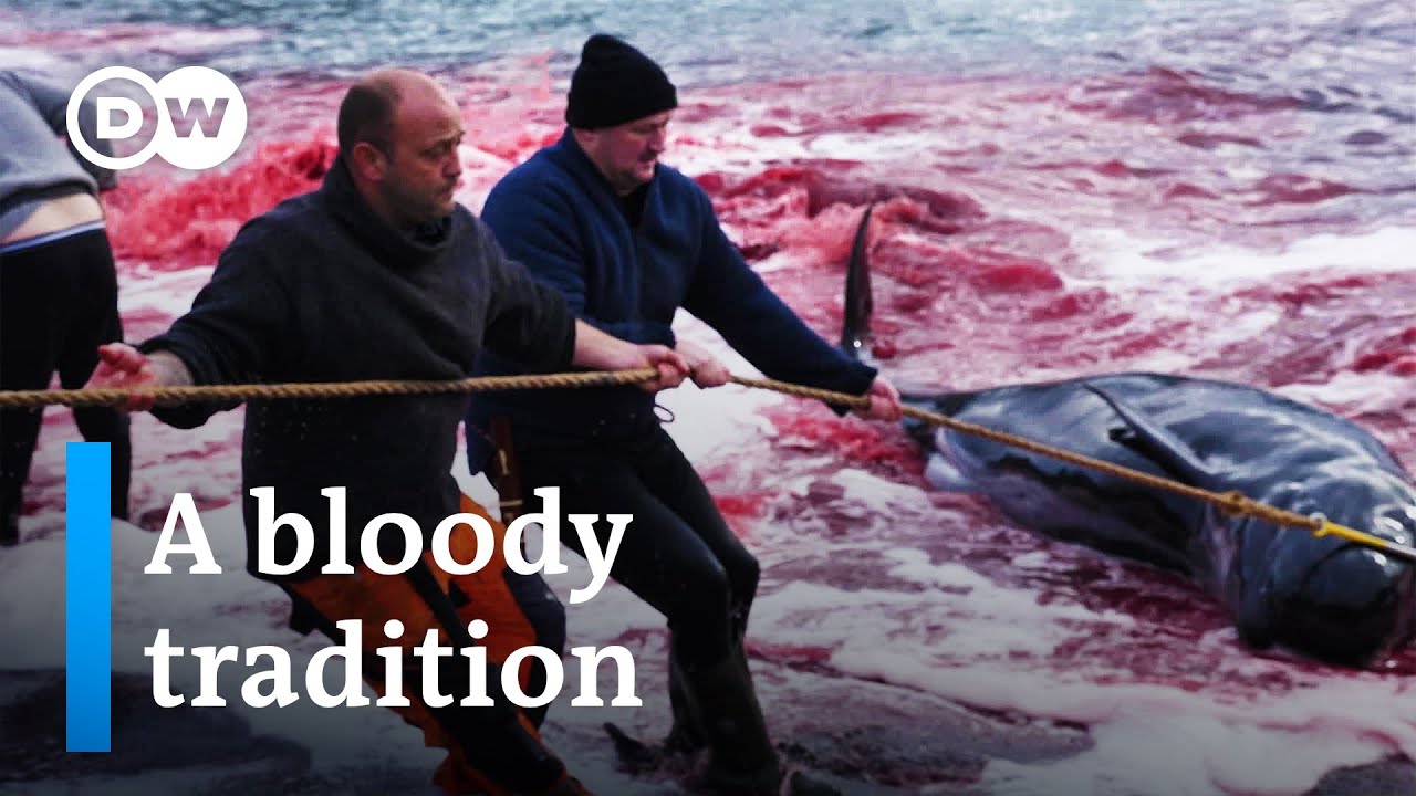 Whale Hunting in the Faroe Islands