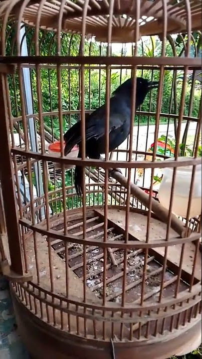 POKSAY HONGKONG PIPI HITAM #shorts #short #shortvideo #poksayhongkong