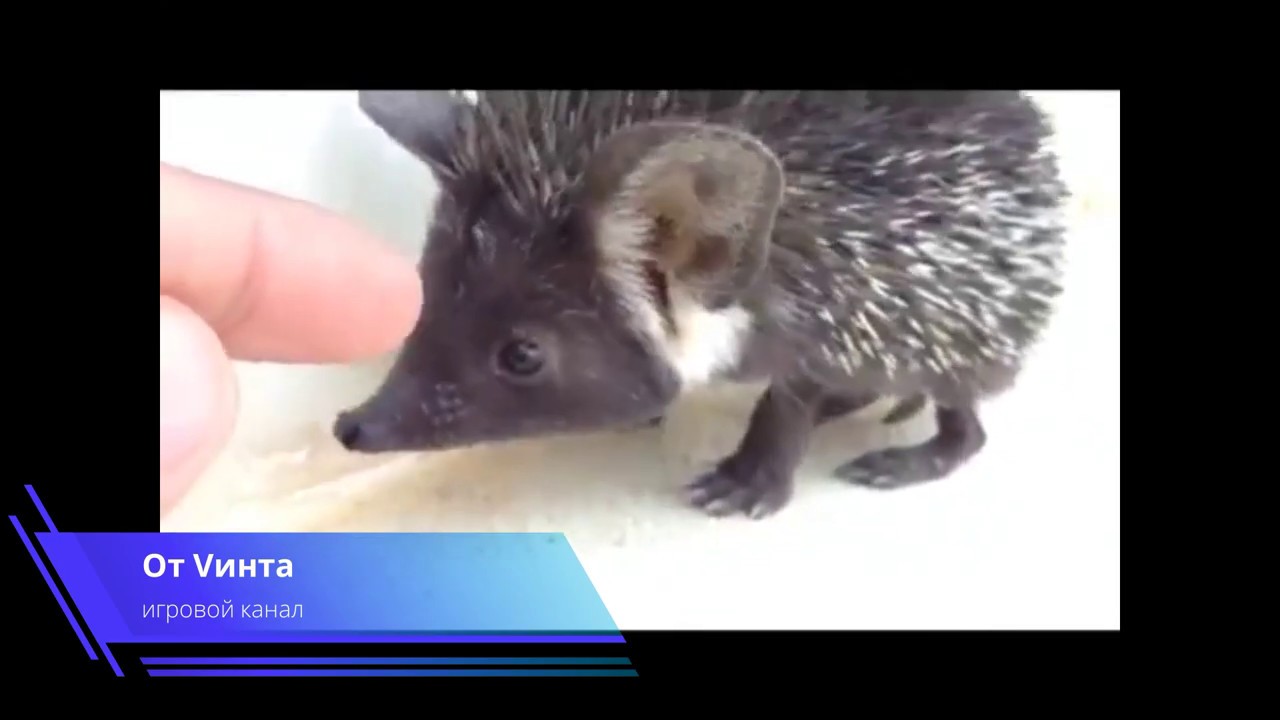 Милый зверек длинноиглый ежик  