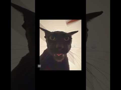 كيف تنجو من لاري     