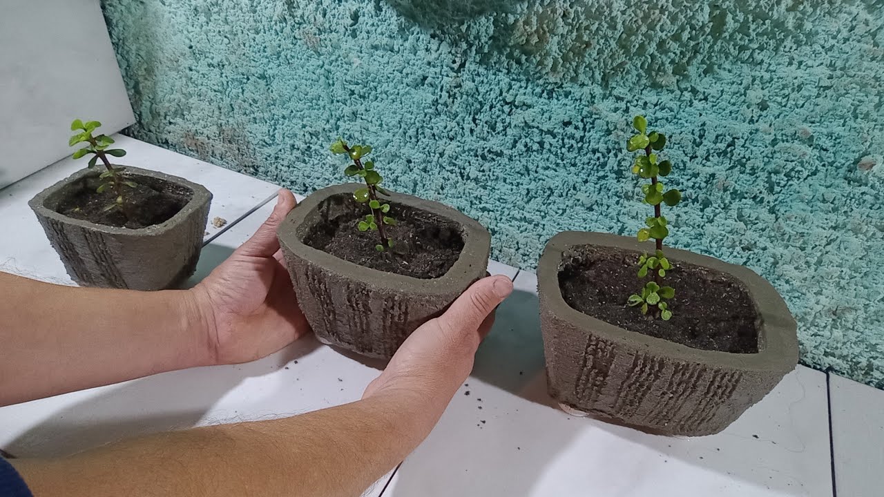 Três tamanhos, um só estilo ! Vaso de cimento simples e elegante! #plantas  #diy 