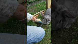 Сдержанный кролик #кролики #rabbit #bunny #animals #животные #pets