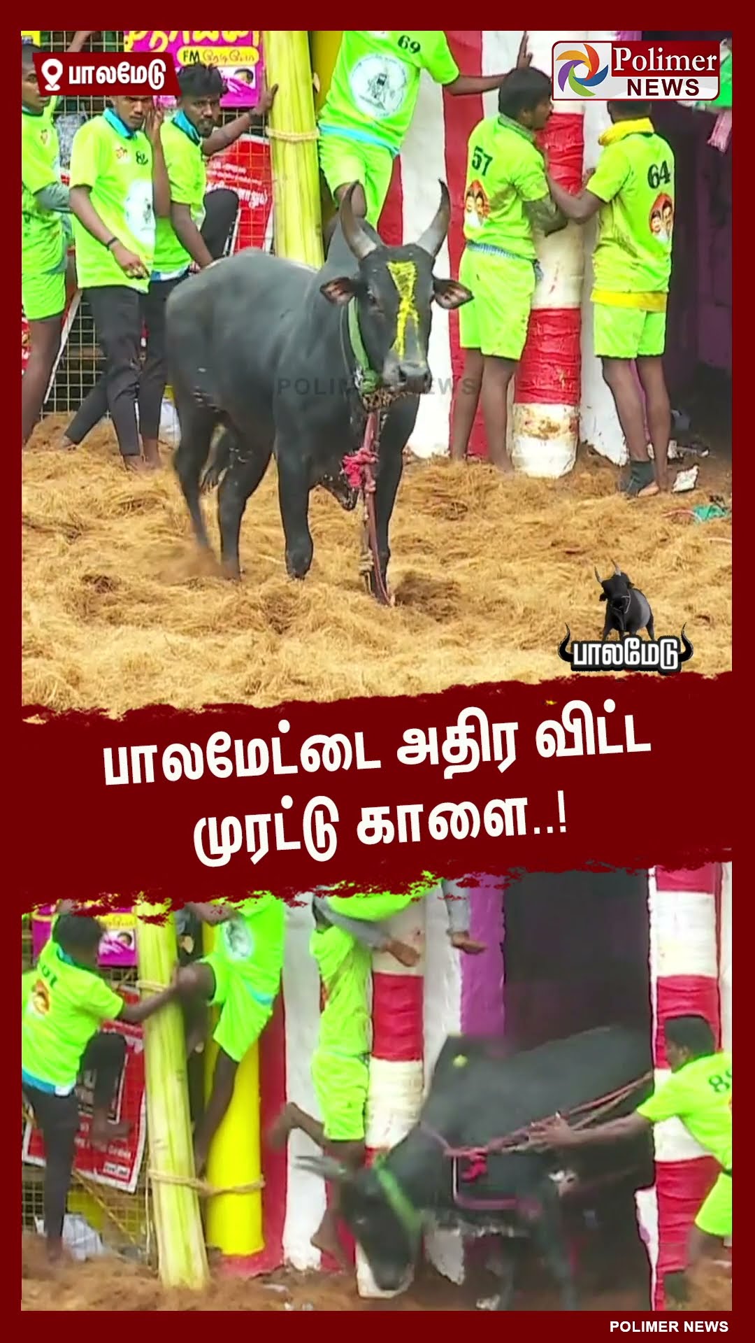 பாலமேட்டை அதிர விட்ட முரட்டு காளை..! #shorts | #palamedujallikattu