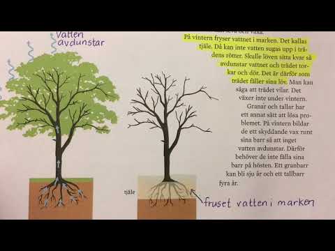 Video: Vilka träd blir lila på hösten?