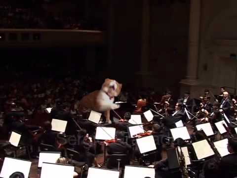 cat-directing-orchestra