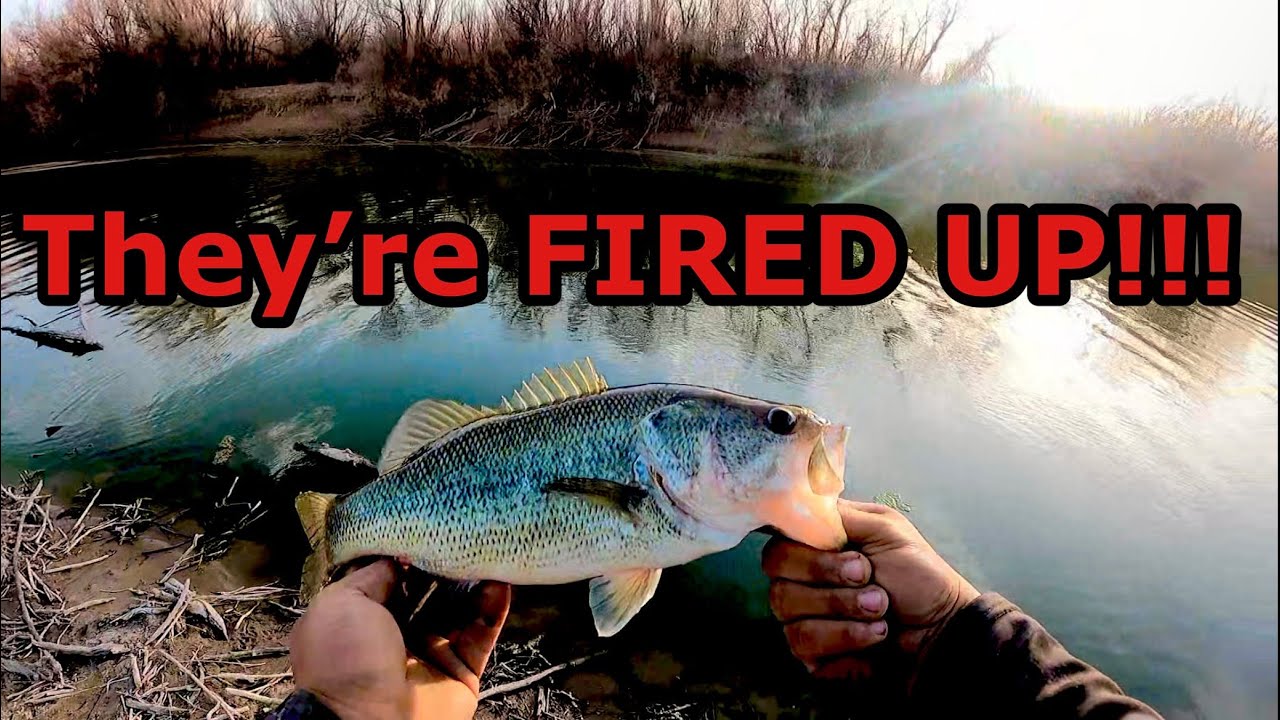 Prespawn Bass Fishing in the Rio Grande River!