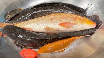 Kem Chanel thay nước cho bể cá bắt được  ocn cá, cá chép, cá vàng, cá trê, con mèo, con ếch, con rắn